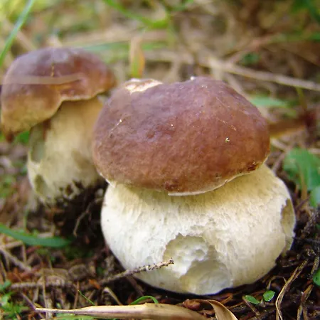 Pokljuka Hotel Goreljek