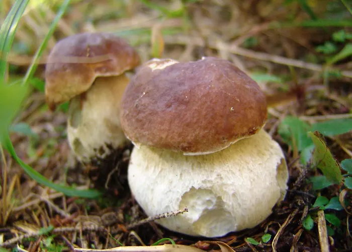 Pokljuka Отель Горельек